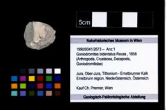 Foto (Objekt + Etikett) von Goniodromites bidentatus (Reuss, 1858)  (NHMW-GEO-1990-0041-2673)